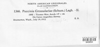 Puccinia grossulariae image